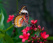Vlinder op bloem_12659400_DS